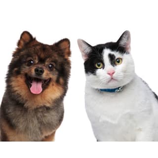 Тэжээвэр амьтны хэрэгсэл